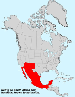 North America species range map for African Sheepbush, Pentzia incana: Click image for full size map.